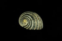 藏品(黑肋蜑螺)的圖片